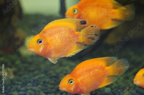 Blood Red Parrot Cichlid aquarium fish © Natalia Sidorova