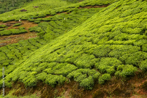 Tea plantations munnar india © Juhku