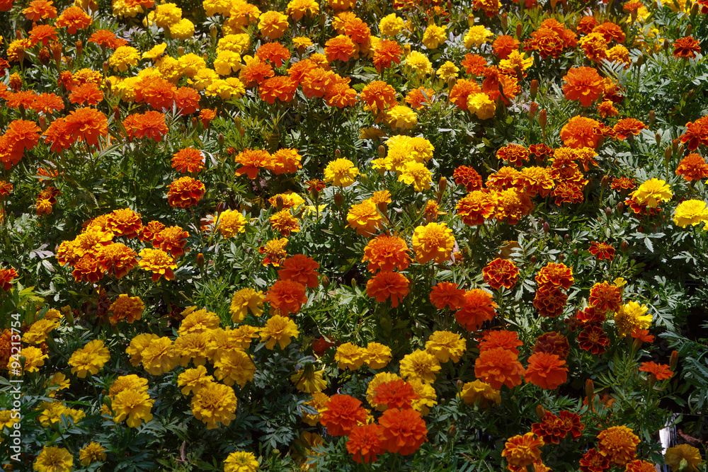 Fototapeta premium Ornamental flowers on sale