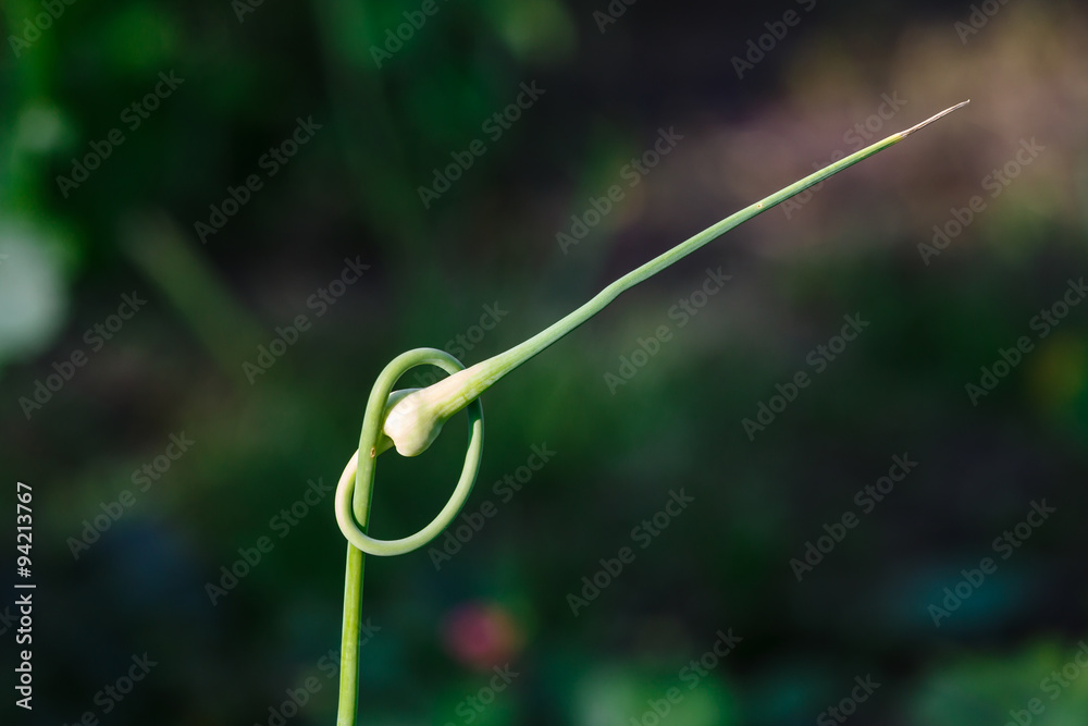 Shoot of garlic twirled in a spiral Shoot of garlic twirled in a spiral