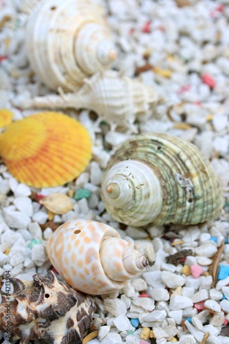 sea shells © oilslo