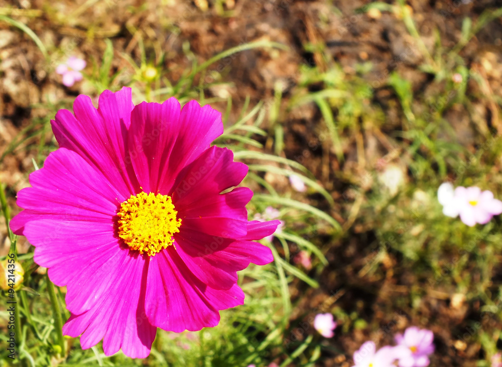 Obraz premium SUNFLOWER POLLENS'S 