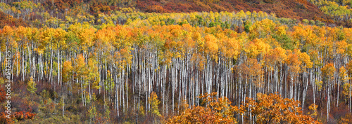 Row of aspen trees in autumn time