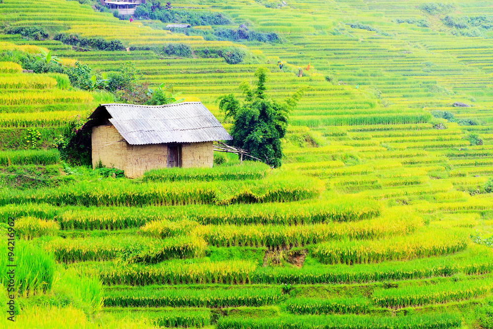 Rice fields on terraced. Rice fields prepare the harvest at Northwest Vietnam.Vietnam landscapes. Rice fields on terraced. Rice fields prepare the harvest at Northwest Vietnam.Vietnam landscapes.