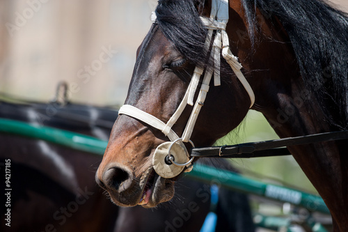 trotter head closeup on championship