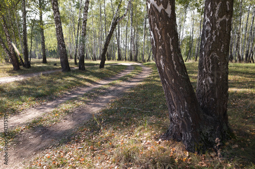 birch grove autumn times