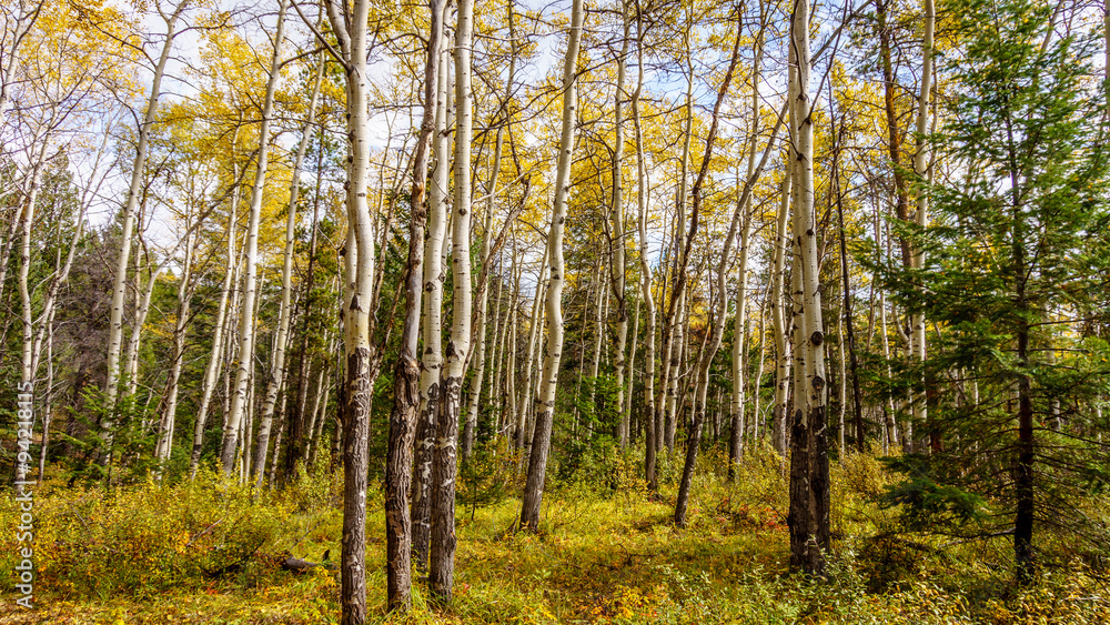Fototapeta premium White Birch forest along the hiking trail of the Valley of Five Lakes in Jasper National Park in the Canadian Rockies