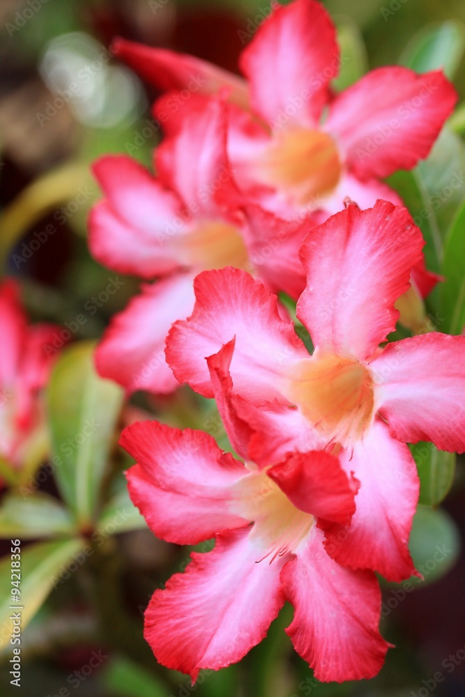 Impala lily adenium - pink flowers Impala lily adenium - pink flowers