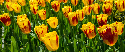 Fototapeta Naklejka Na Ścianę i Meble -  Colorful Tulip garden
