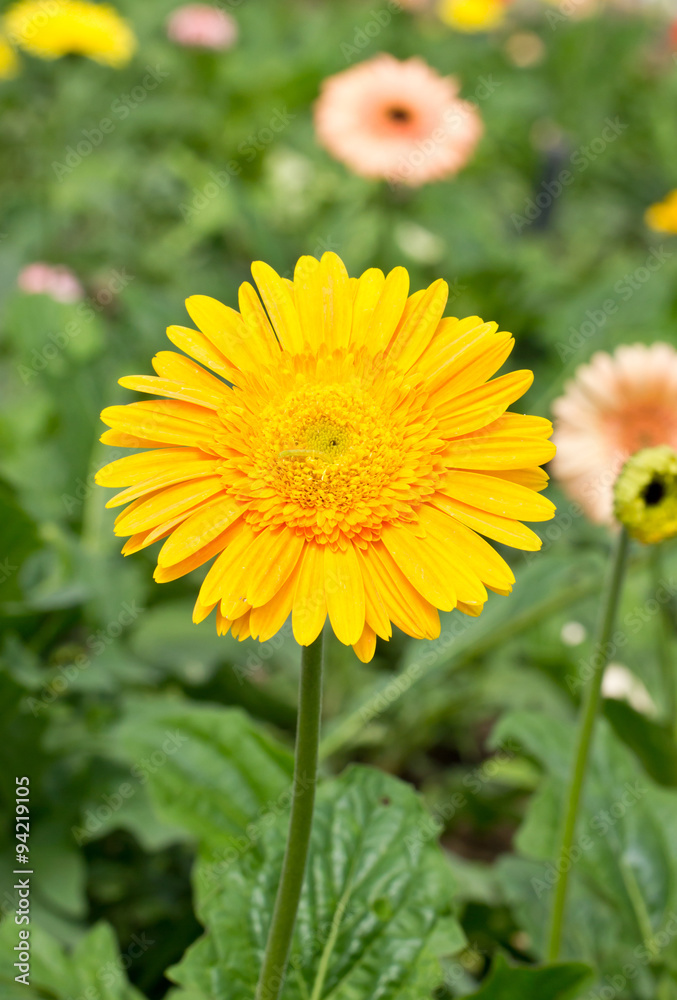 Yellow gerbera flower. Yellow gerbera flower.