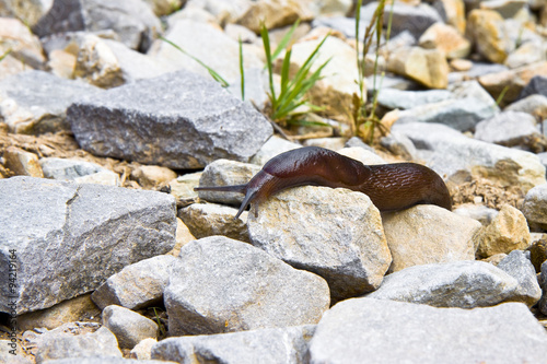 A big snail slowly creeps on the stones photo