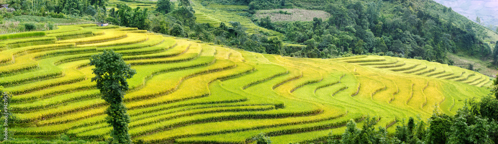 Rice fields on terraced. Rice fields prepare the harvest at Northwest Vietnam.Vietnam landscapes.