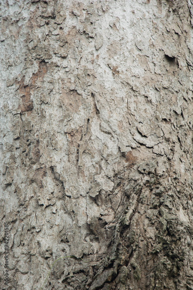 Old tree trunk detail texture as natural background Old tree trunk detail texture as natural background