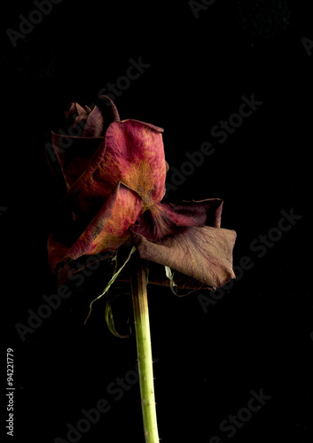 Rose 1