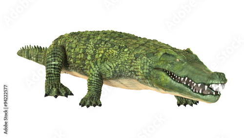 Crocodile © photosvac