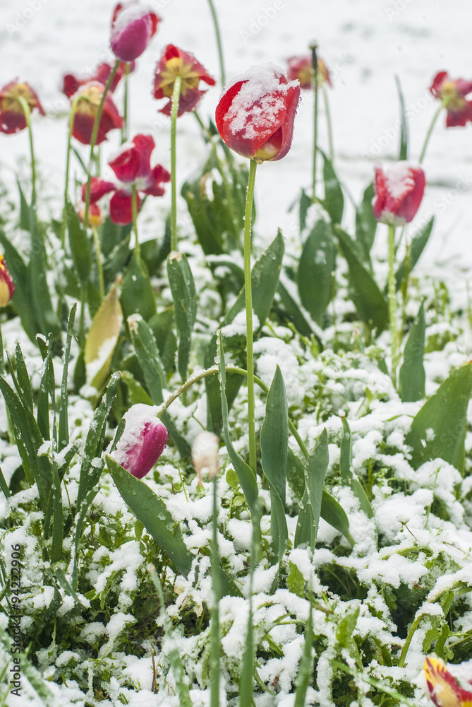 Tulips in snow