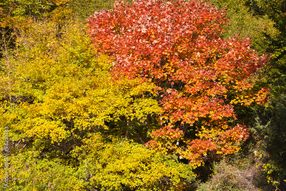 I colori dell'autunno nel bosco I colori dell'autunno nel bosco