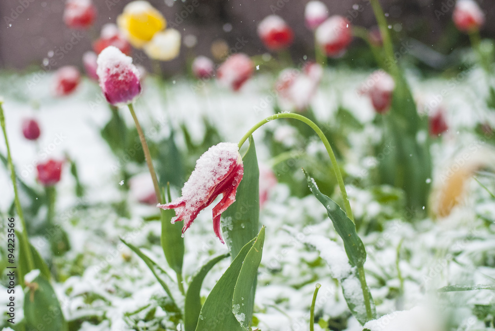 Tulips in snow
