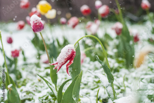 Obraz na płótnie Tulips in snow w salonie