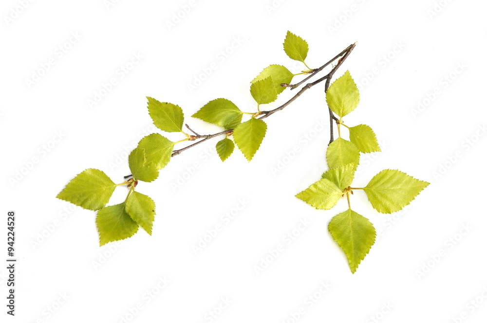 Obraz premium Fresh birch foliage on white background