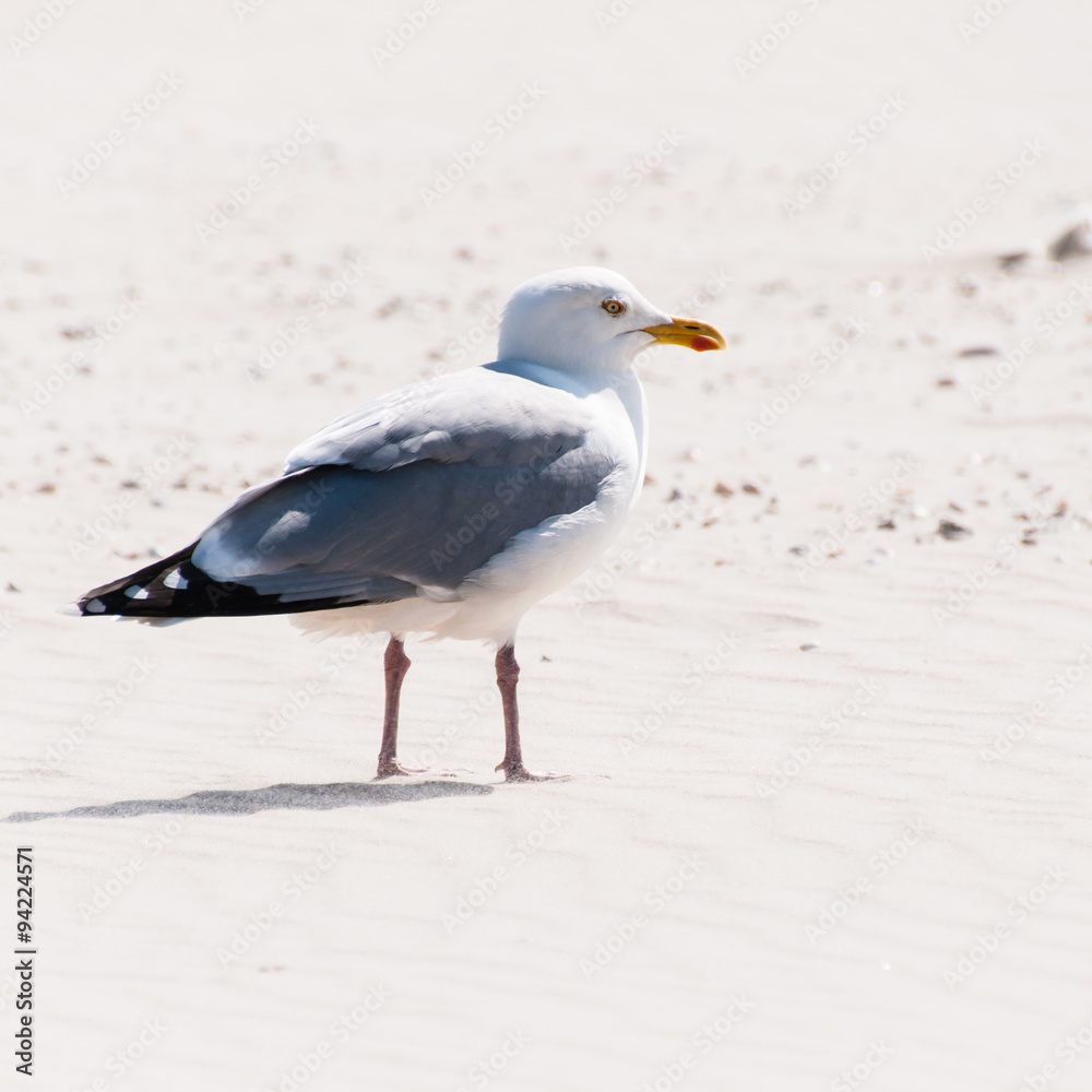 Nahaufnahme einer Silbermöwe Larus argentatus am Strand Nahaufnahme einer Silbermöwe Larus argentatus am Strand