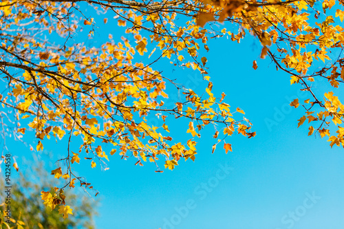 Wallpaper  background  yellow autumn leaves on the tree and on the grass