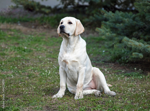 Beautiful young Labrador dog on green lawn © goldika