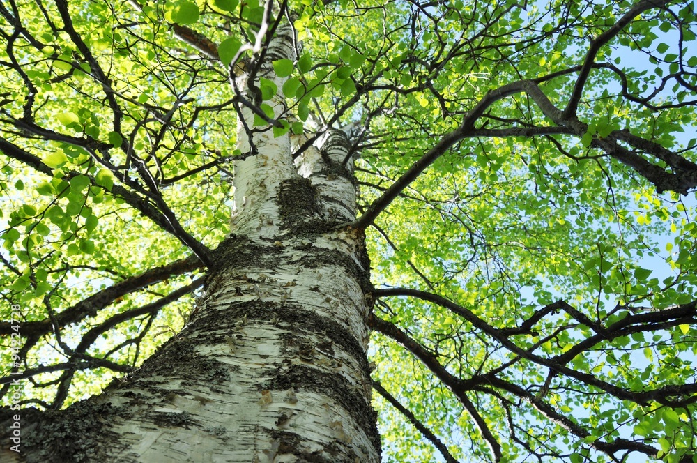 Obraz premium Look up the stem of the intensely green birch