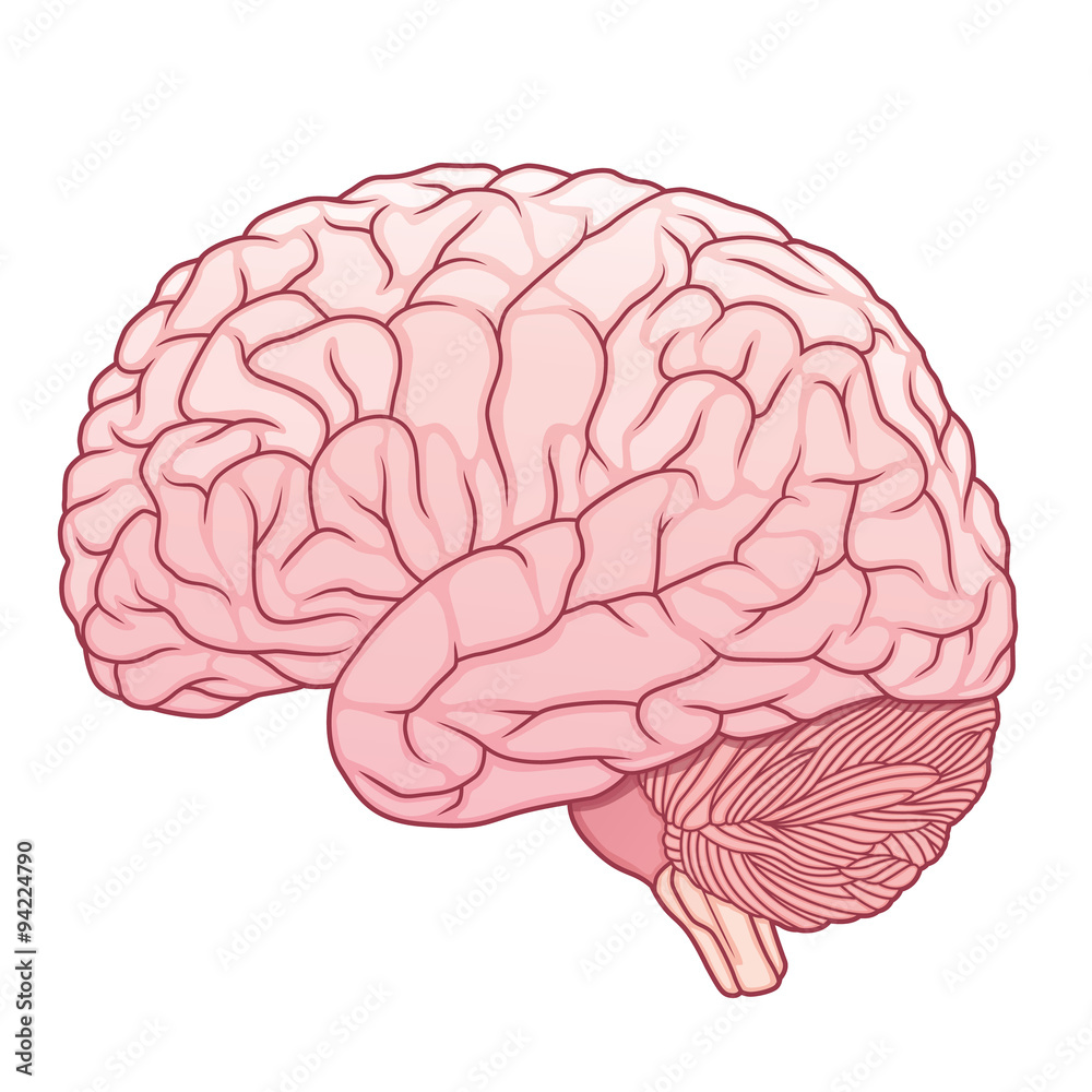 pink brain pink brain