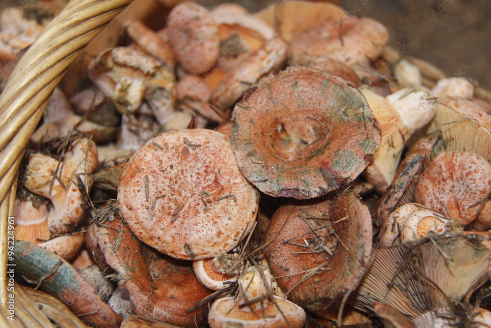 Fototapeta premium Saffron milk cap and red pine mushroom (Lactarius deliciosus)