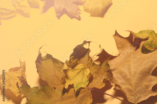 Dried leaves on paper. Autumn background