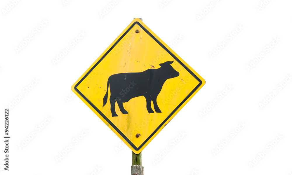 grung cow warning road sign isolated on white grung cow warning road sign isolated on white