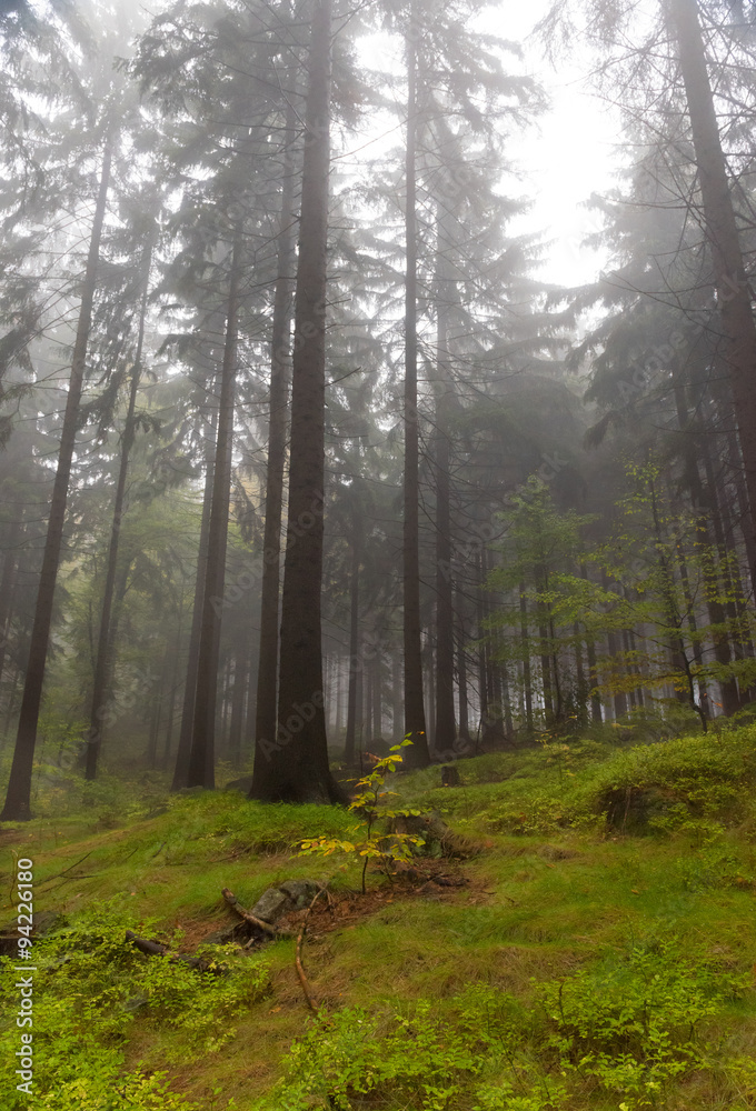 Naklejka premium Autumn forest