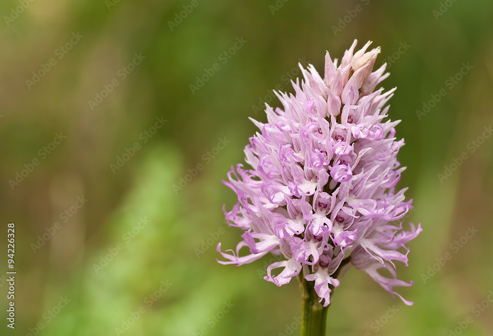 Orquídea