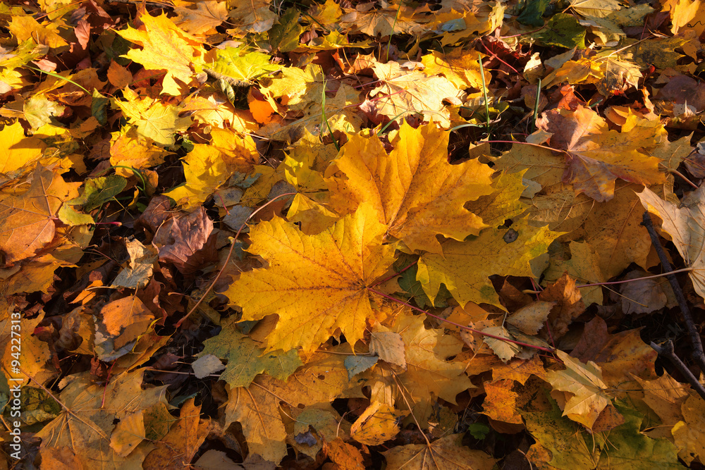 yellow leaves autumn leaf background
