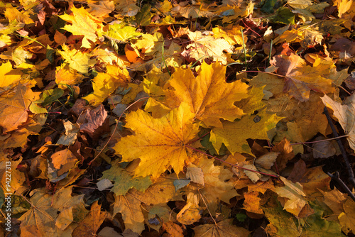 yellow leaves autumn leaf background