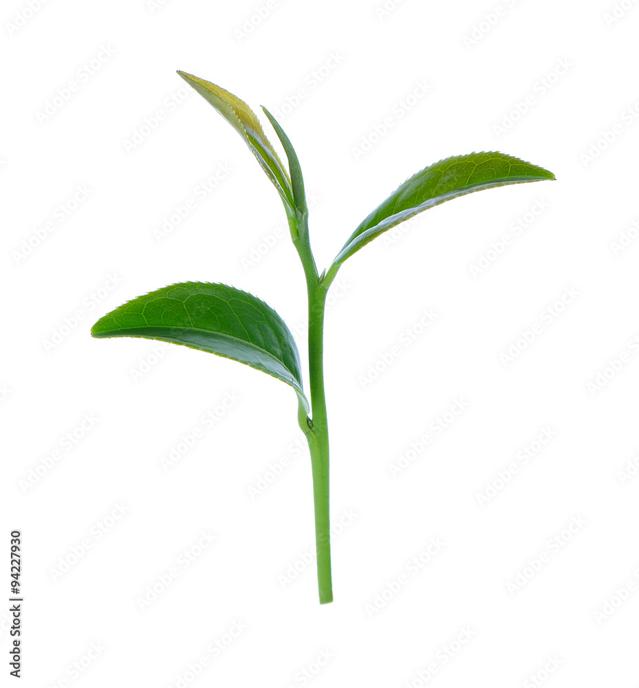 Obraz premium Green tea leaf isolated on white background