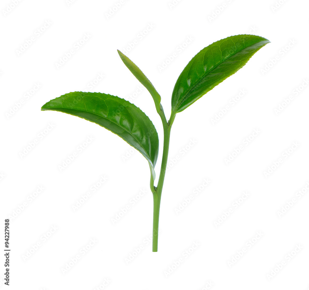 Green tea leaf isolated on white background Green tea leaf isolated on white background