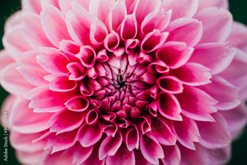 Close up of pink dahlia flower