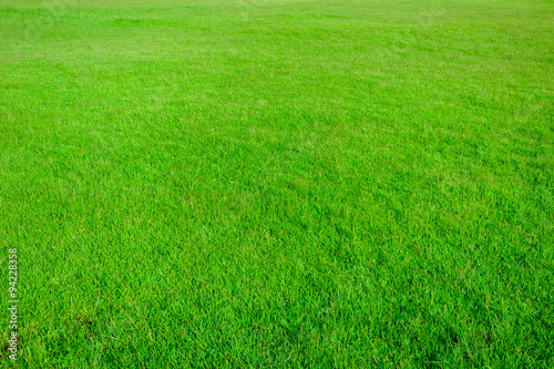 Fototapeta Naklejka Na Ścianę i Meble -  Grass field texture