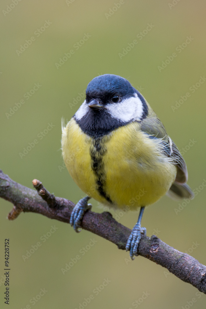 Obraz premium Great tit - Parus major