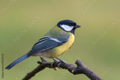 Great tit - Parus major