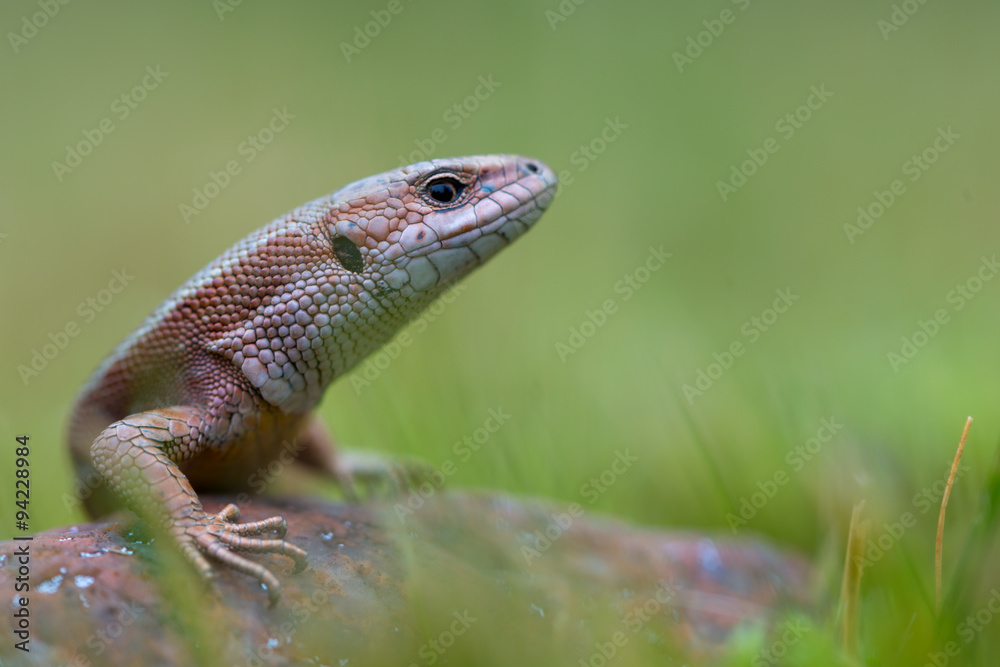 The common wall lizard - Podarcis muralis The common wall lizard - Podarcis muralis