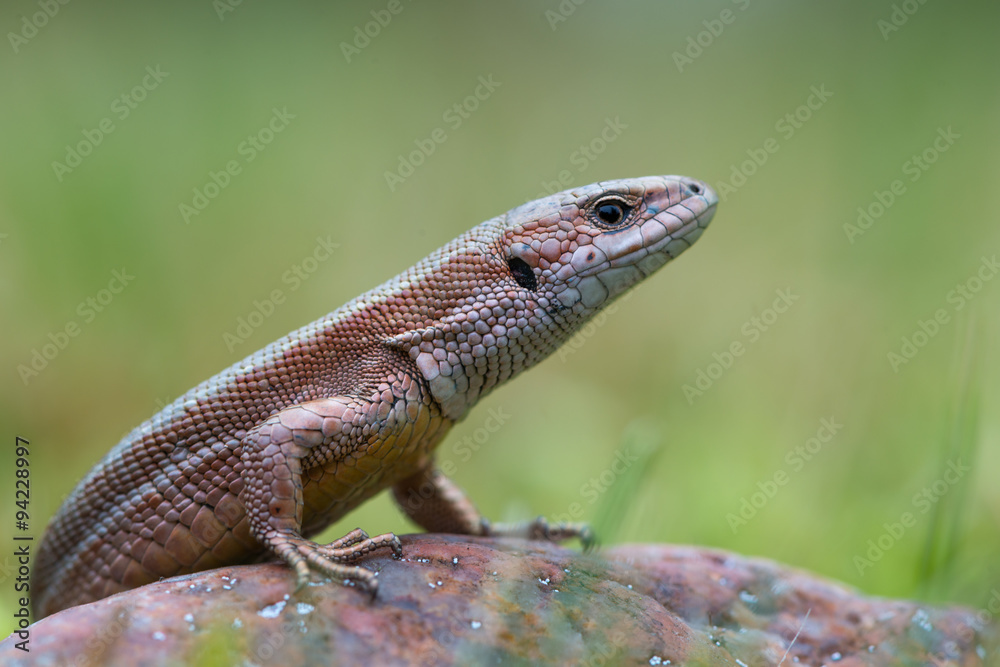 The common wall lizard - Podarcis muralis The common wall lizard - Podarcis muralis