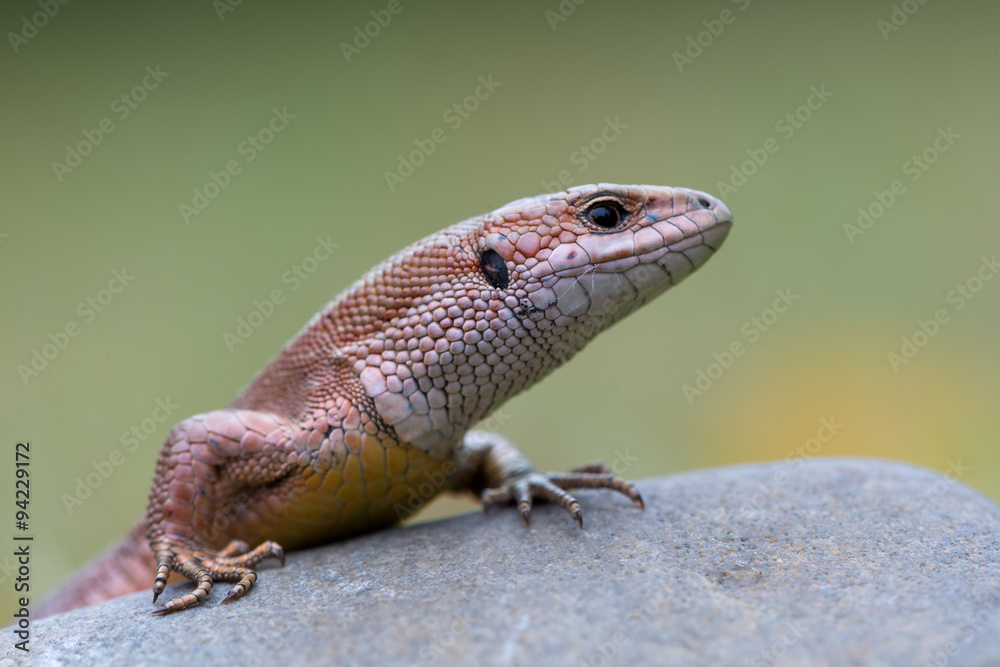 The common wall lizard - Podarcis muralis The common wall lizard - Podarcis muralis