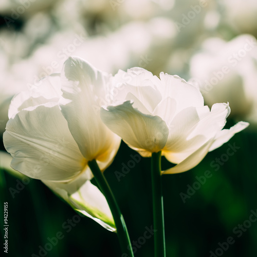 White Double Late Tulips Flowers In Spring Garden Flower Bed