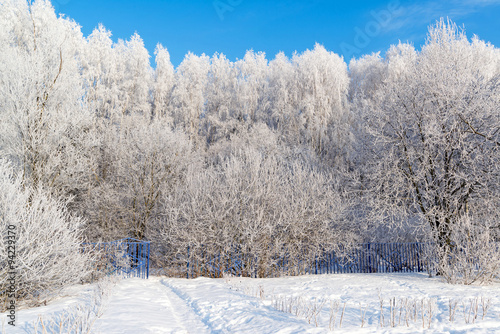 beautiful winter forest on sunny day