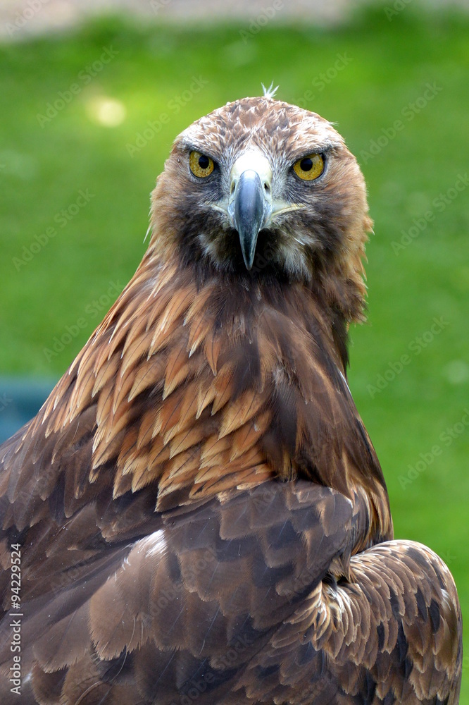 Golden Eagle at a Birds of Prey centre Golden Eagle at a Birds of Prey centre