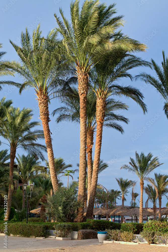 some growing palm trees against the sky some growing palm trees against the sky