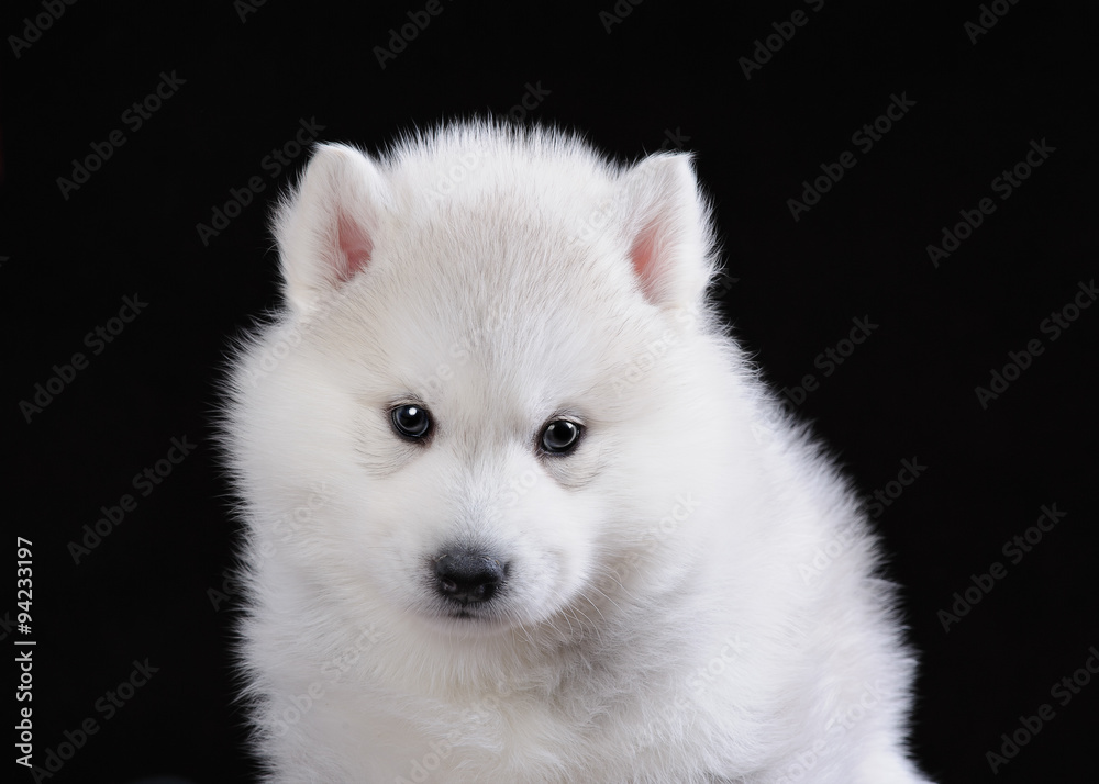 Cute little puppy of syberian husky